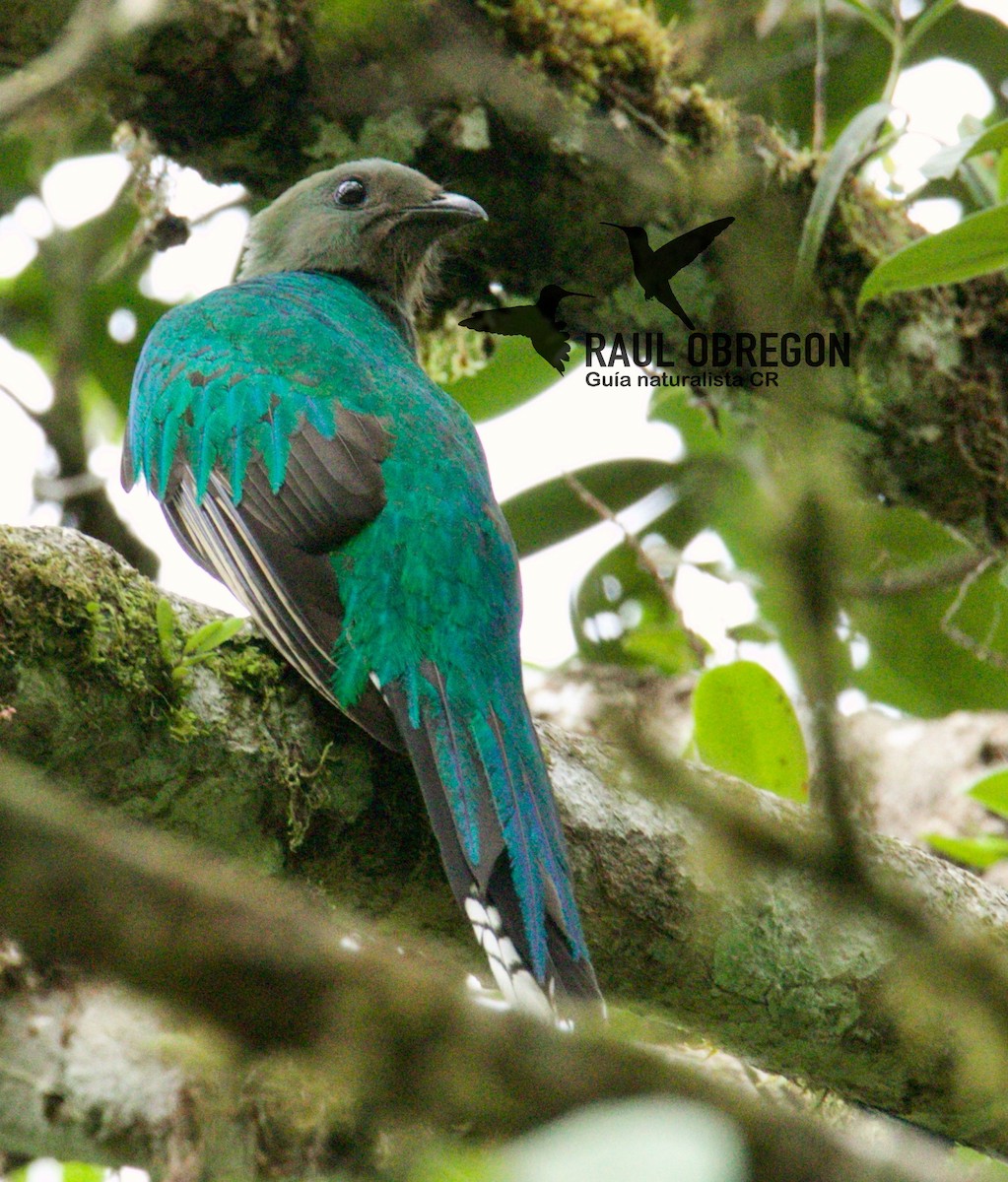 Quetzal resplendissant - ML621241743