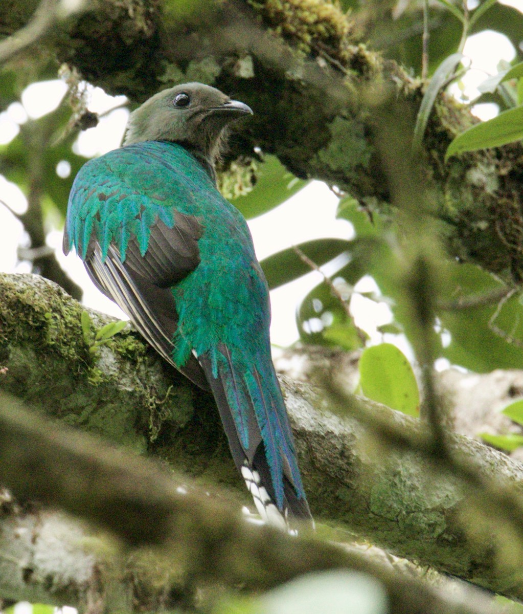Quetzal resplendissant - ML621241744
