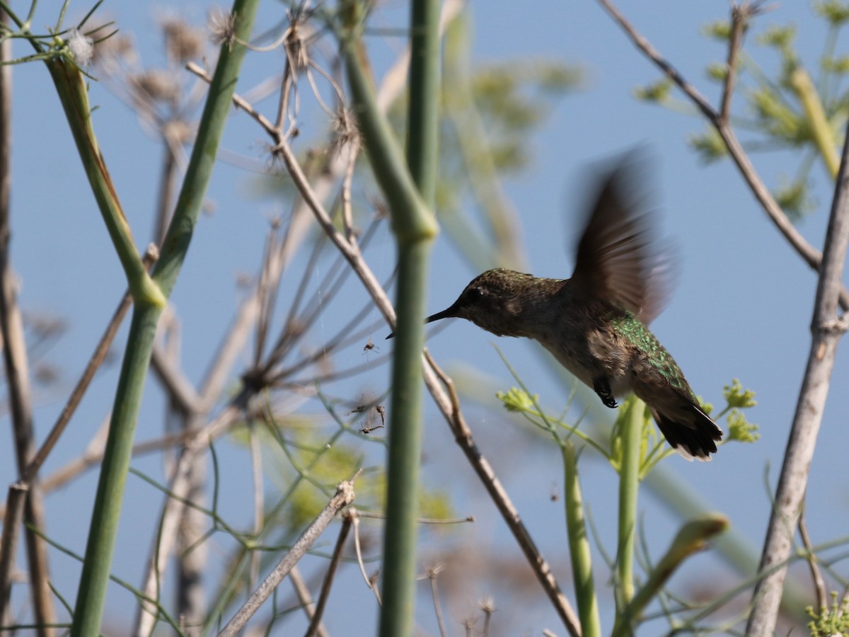 Anna's Hummingbird - ML621241808
