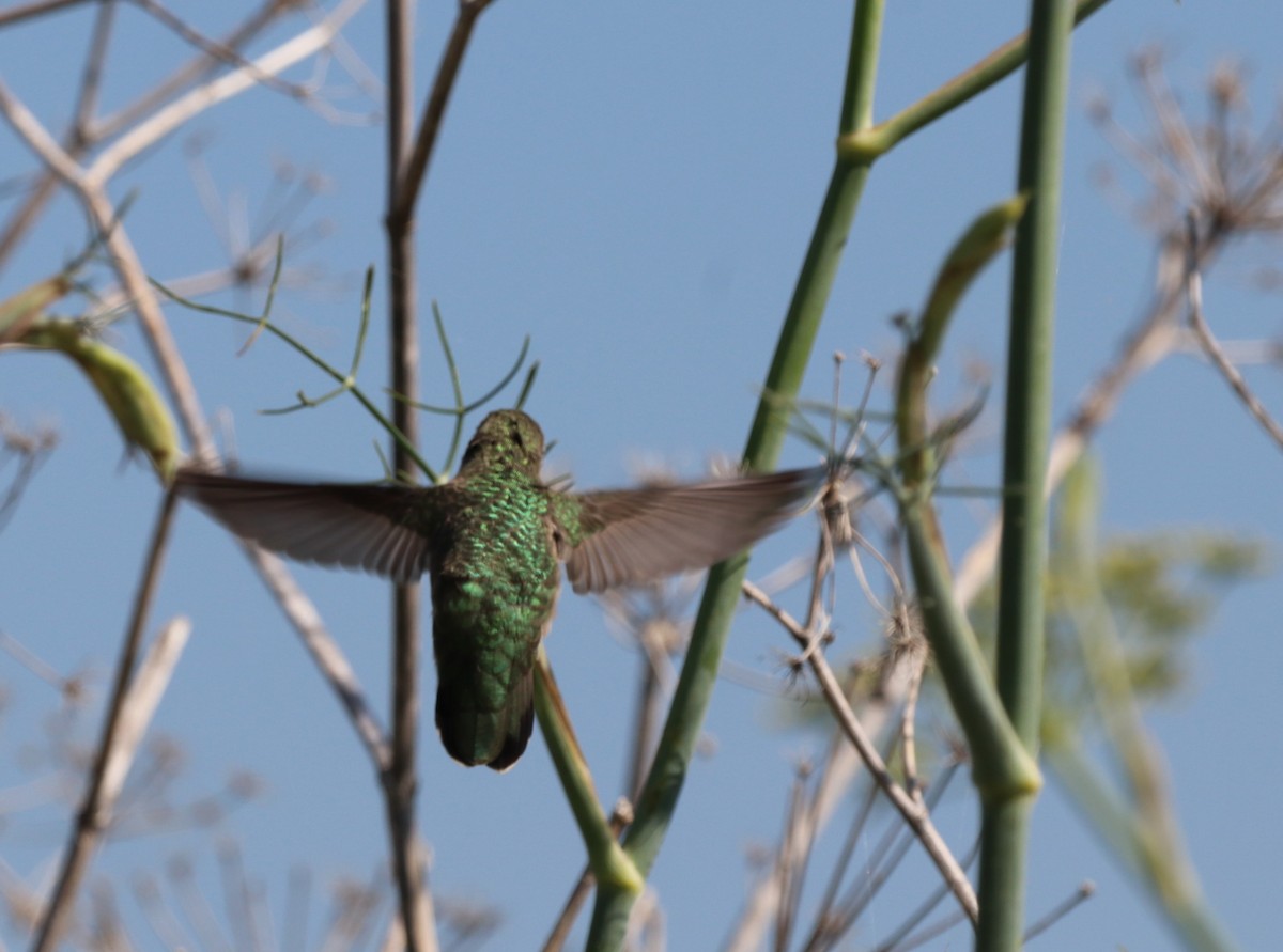 Anna's Hummingbird - ML621241809