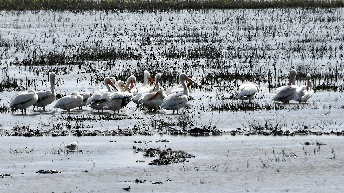 pelikán severoamerický - ML621241812