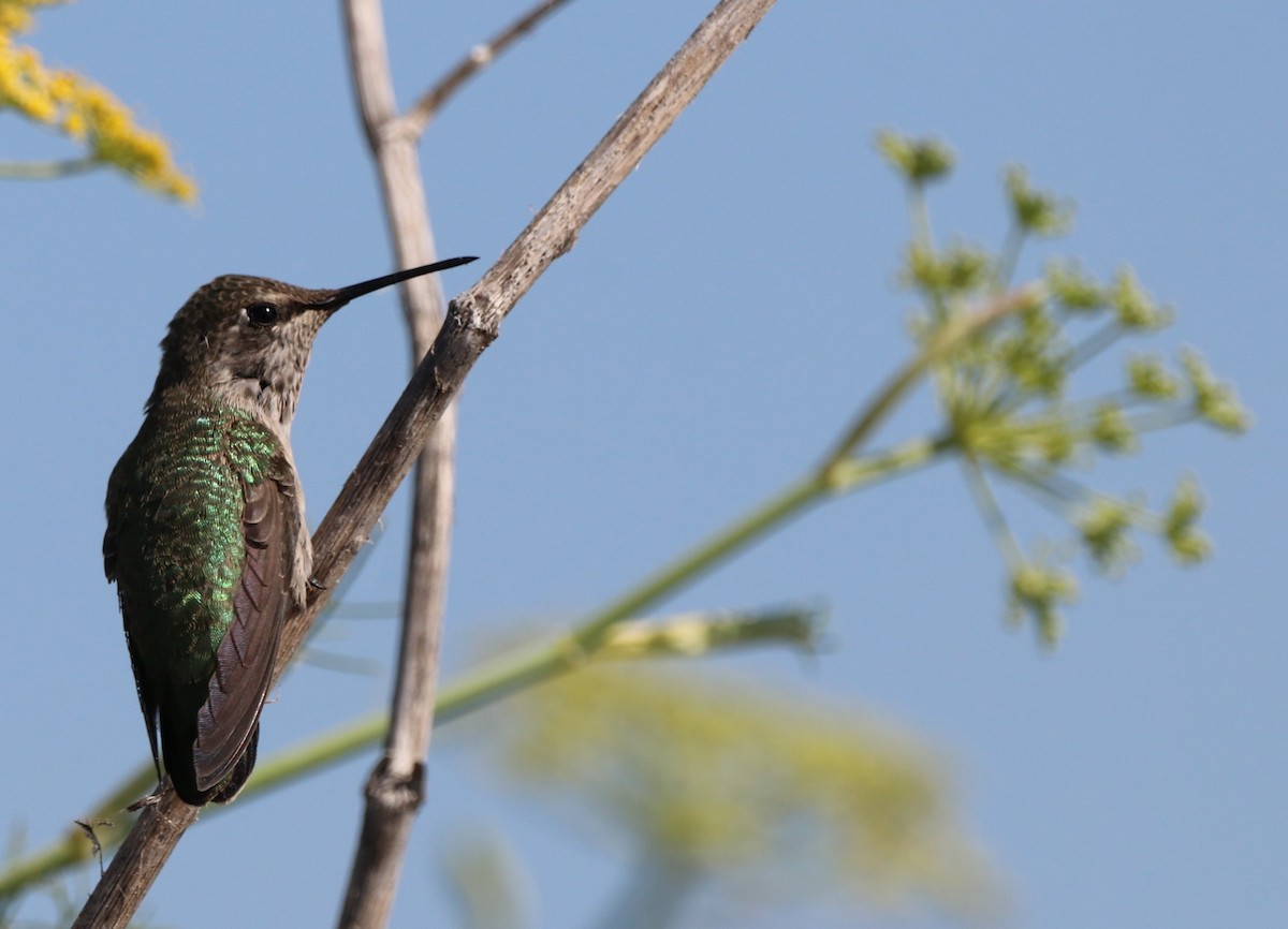 Anna's Hummingbird - ML621241814