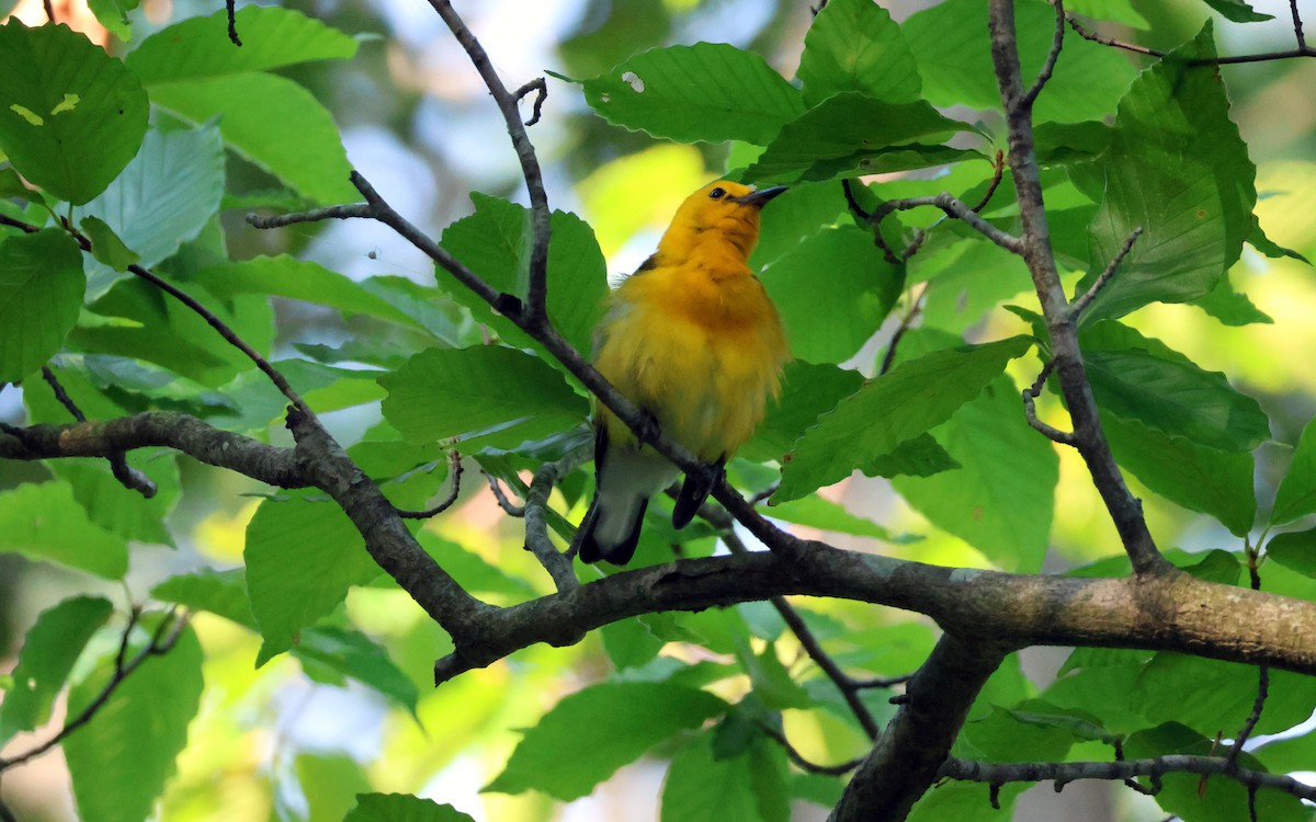 Prothonotary Warbler - ML621241816
