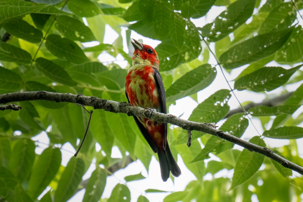 Scarlet Tanager - ML621241862