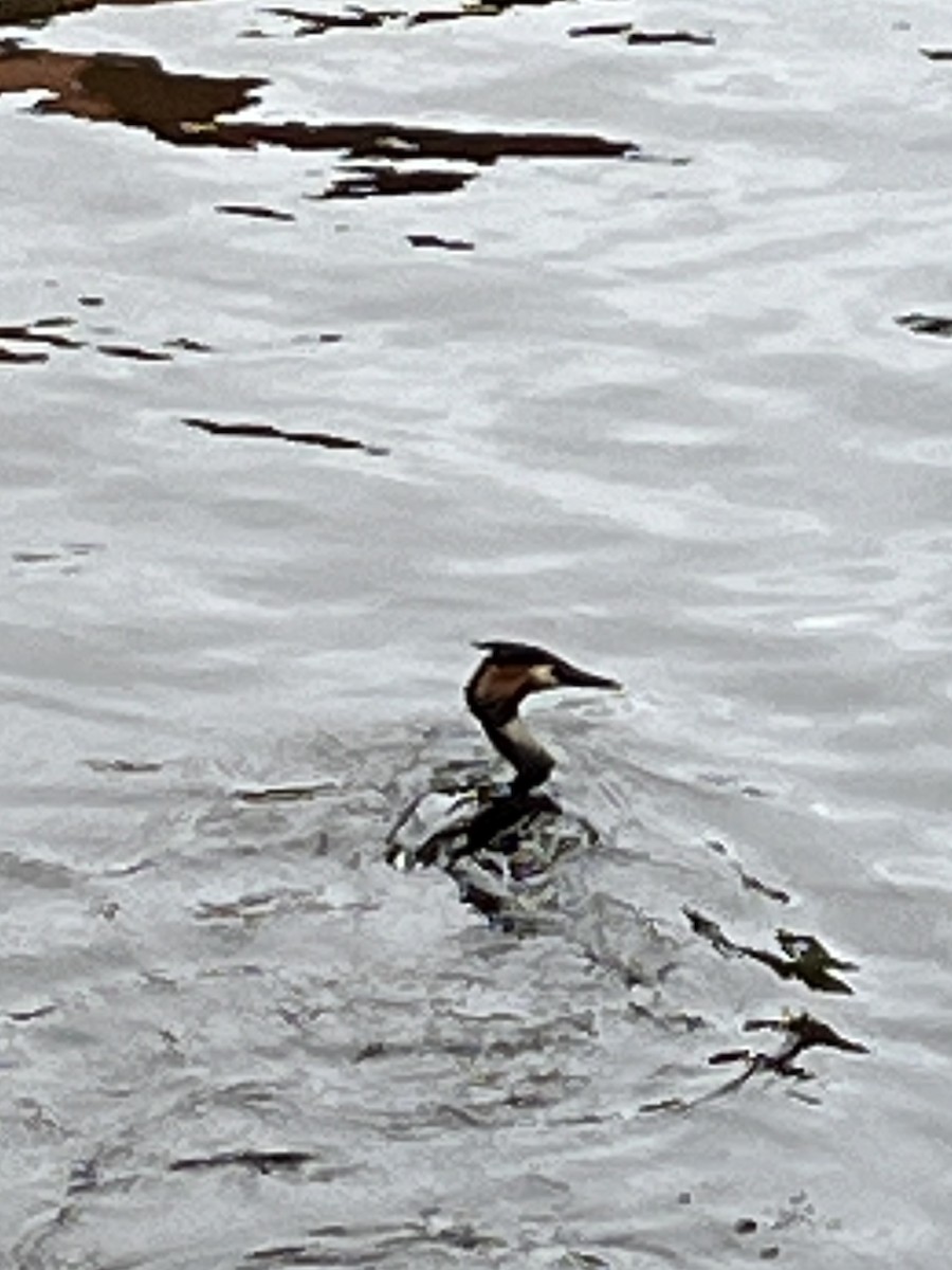 Great Crested Grebe - ML621241923