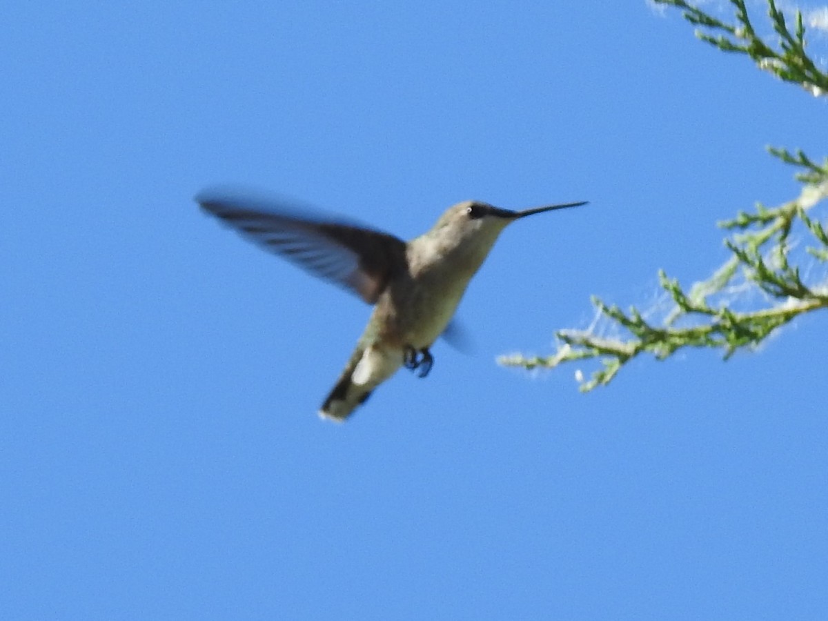 Broad-tailed Hummingbird - ML621241930