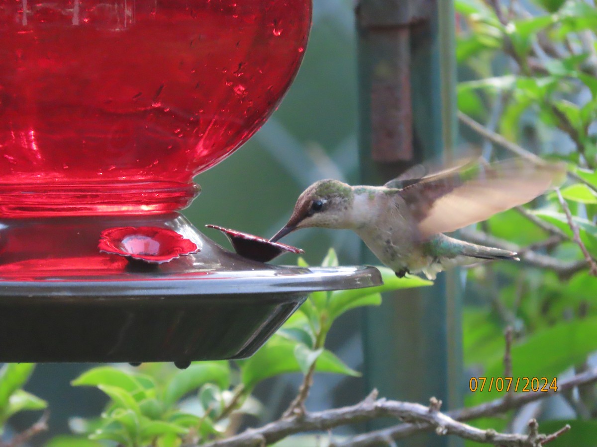 Ruby-throated Hummingbird - ML621241931