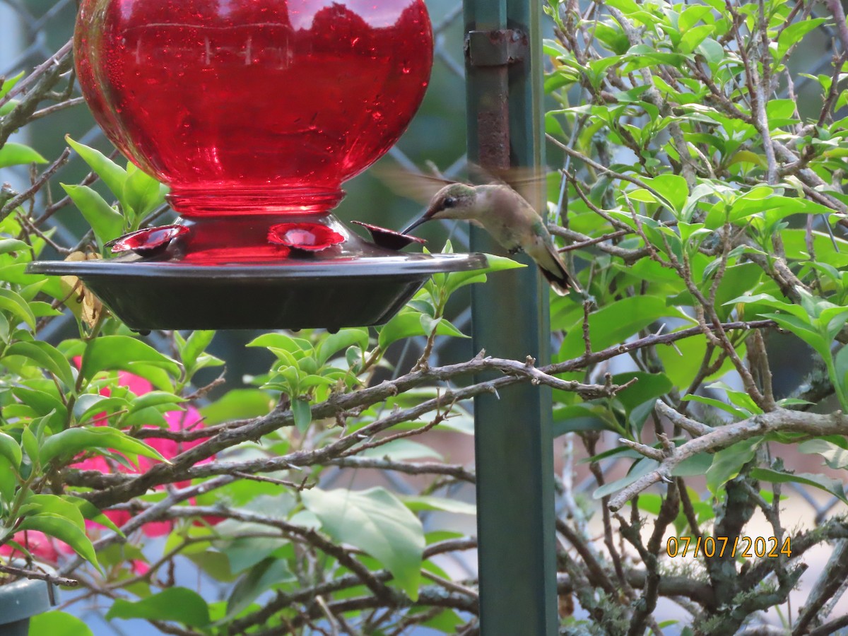 Ruby-throated Hummingbird - ML621241932