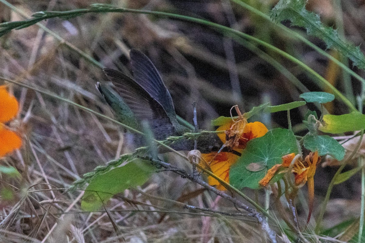 Anna's Hummingbird - ML621241944