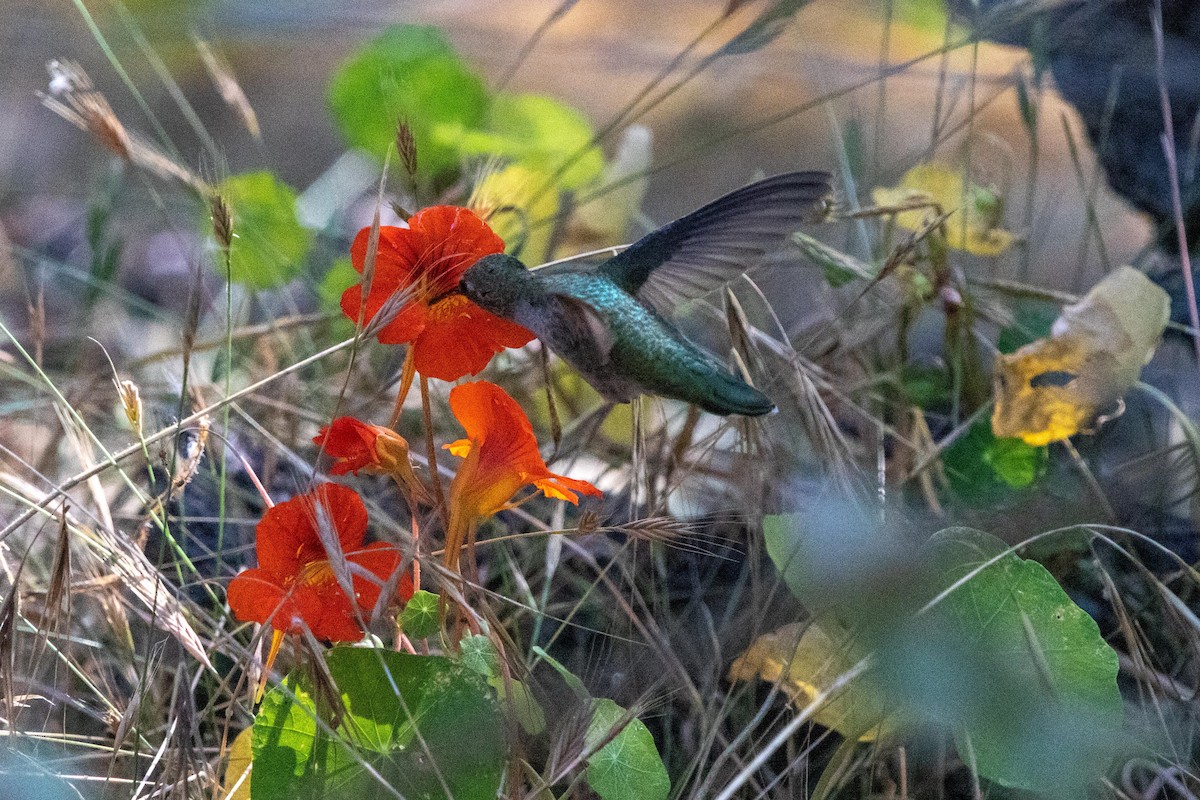 Anna's Hummingbird - ML621241946