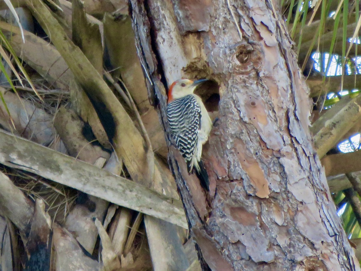 Red-bellied Woodpecker - ML621241947