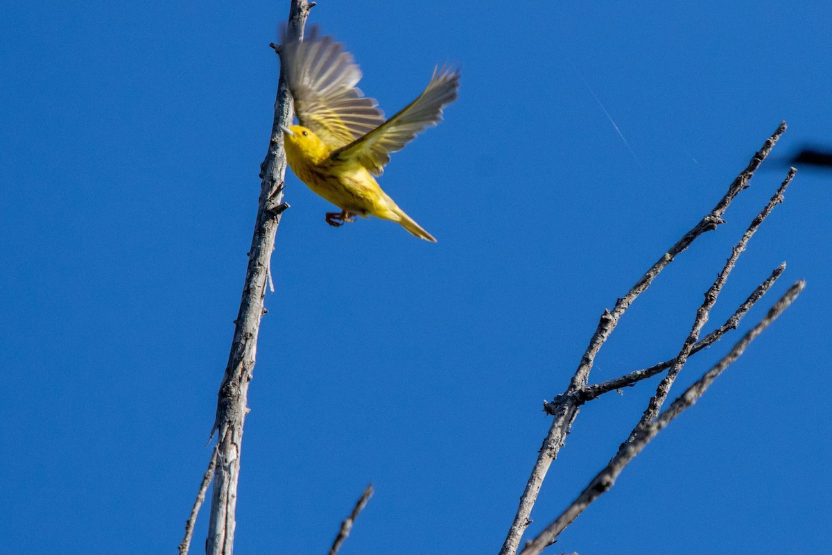 Yellow Warbler - ML621241961