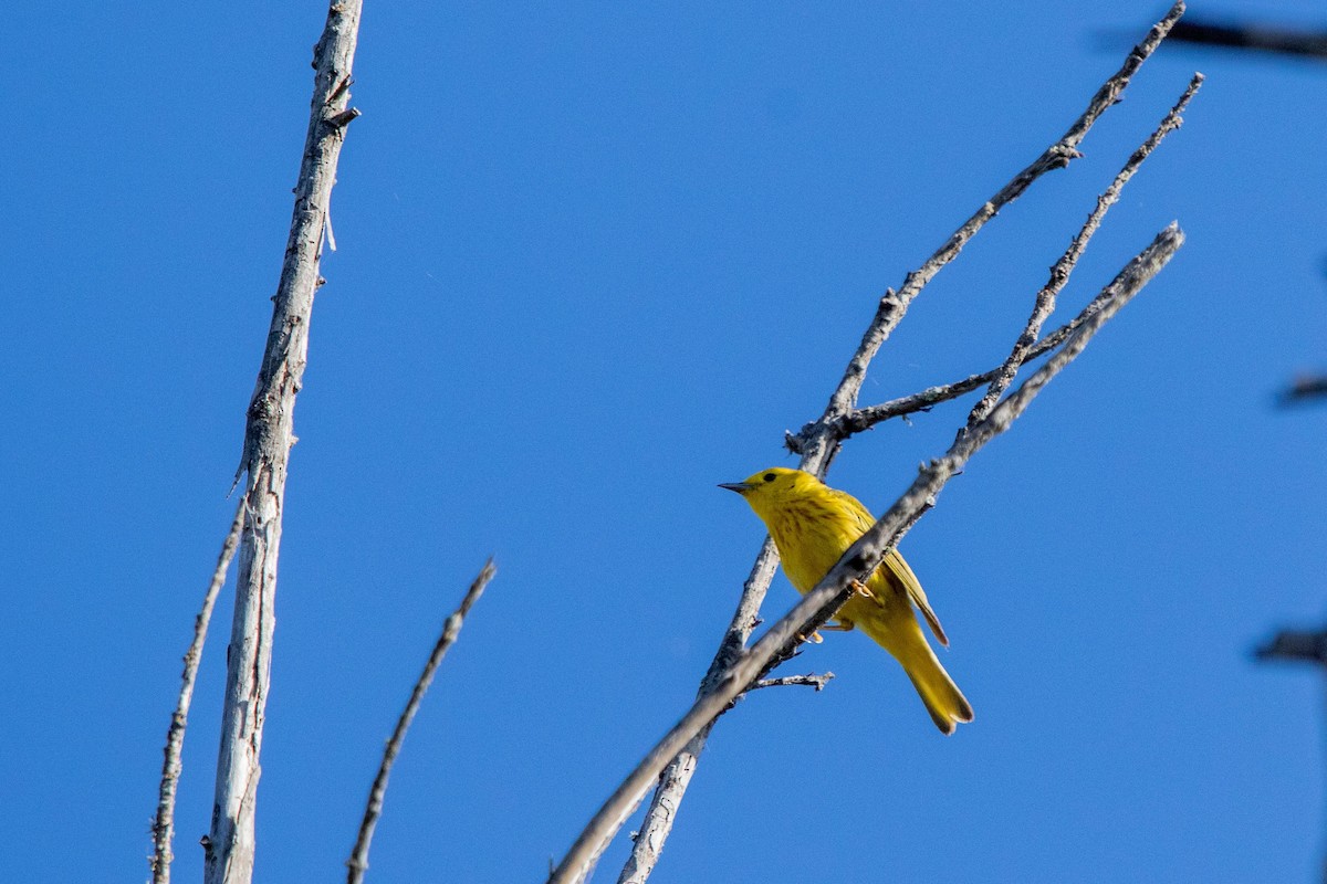 Yellow Warbler - ML621241962
