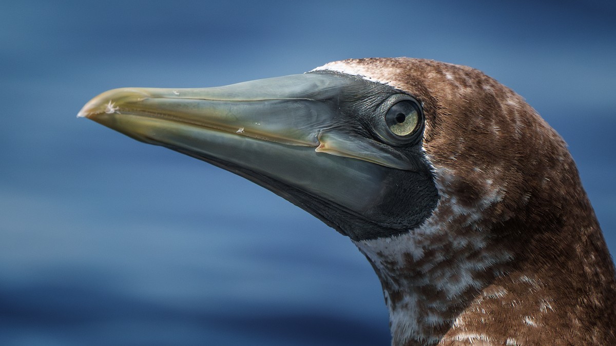 Masked Booby - Neo Morpheus