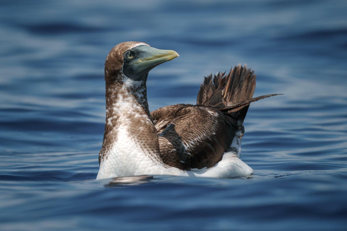 Masked Booby - ML621242023