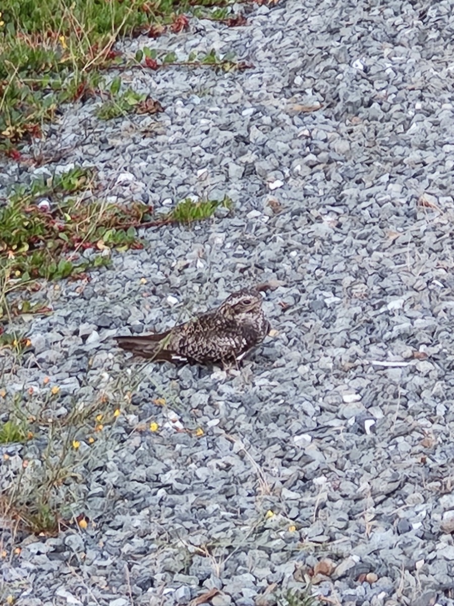 Common Nighthawk - ML621242026