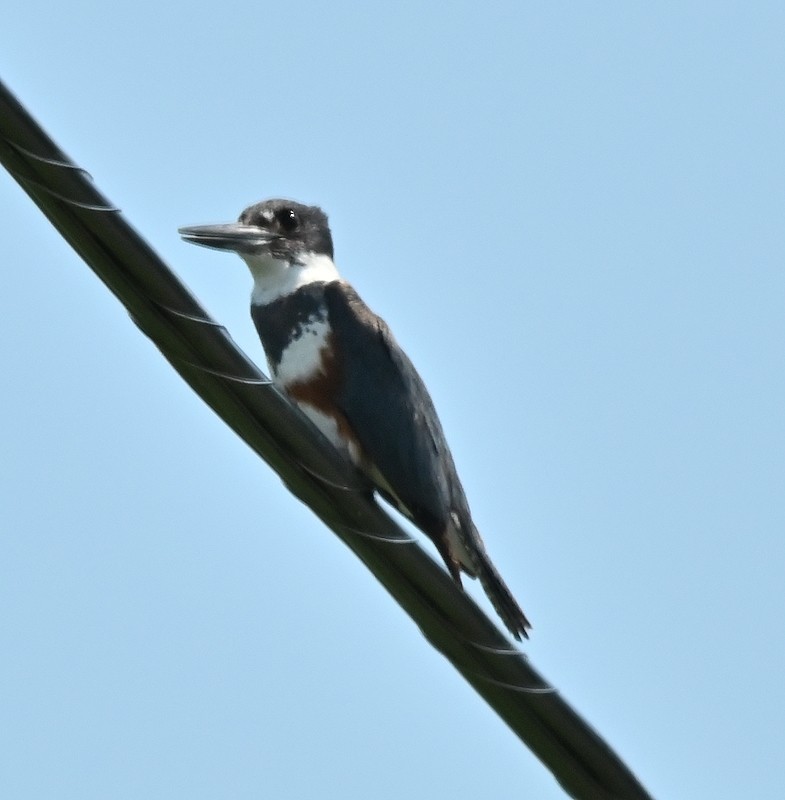 Belted Kingfisher - ML621242028