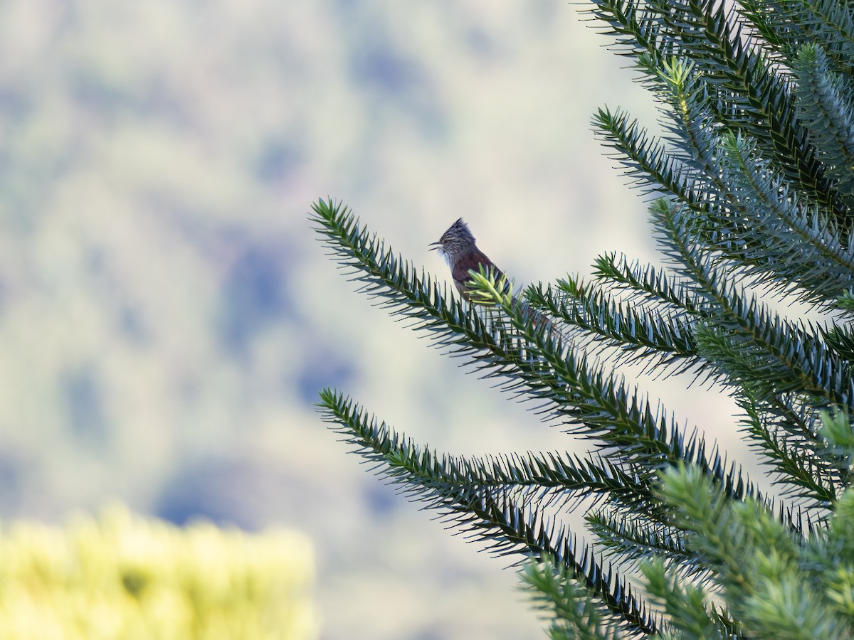 Araucaria Tit-Spinetail - ML621242076