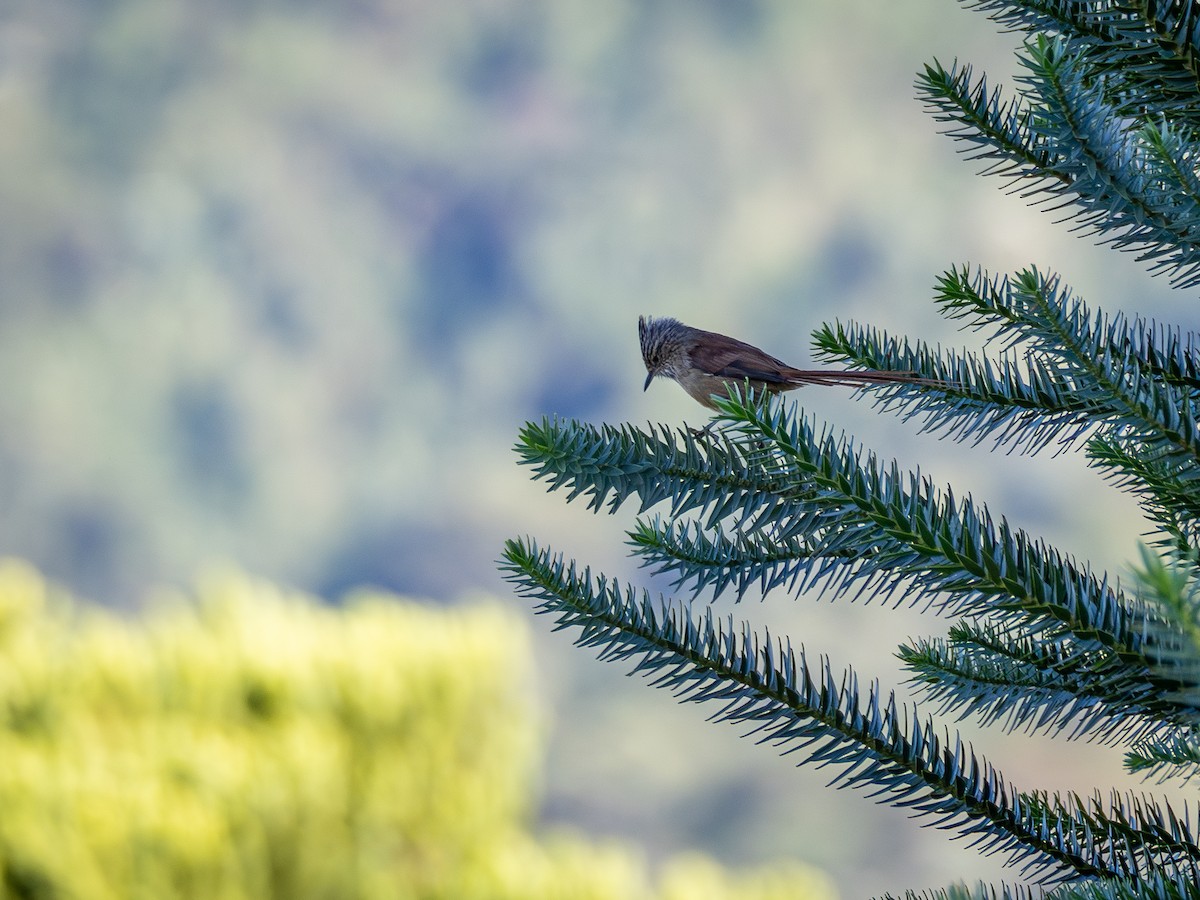 Araucaria Tit-Spinetail - ML621242077