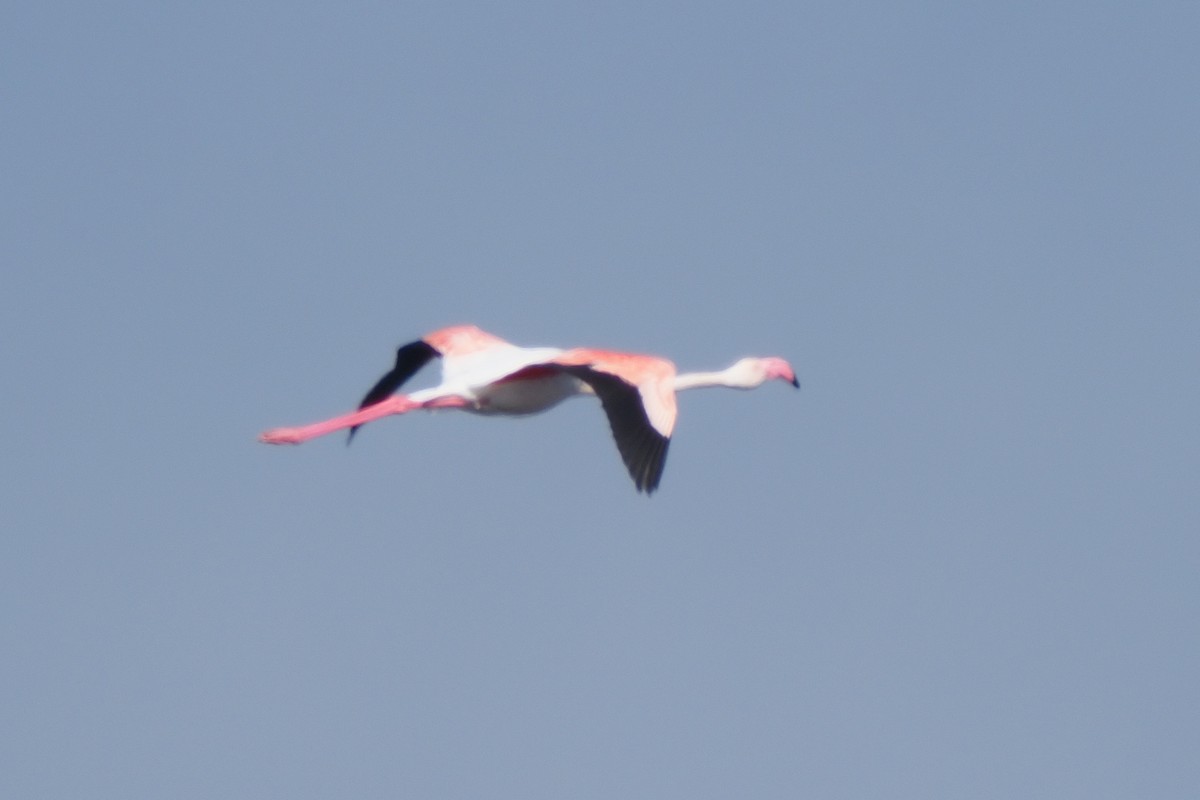 Greater Flamingo - ML621242128