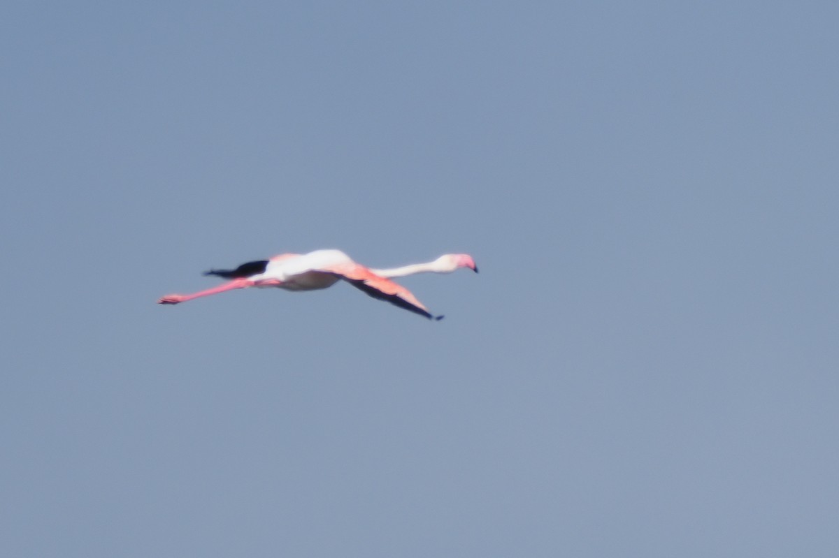 Greater Flamingo - ML621242129