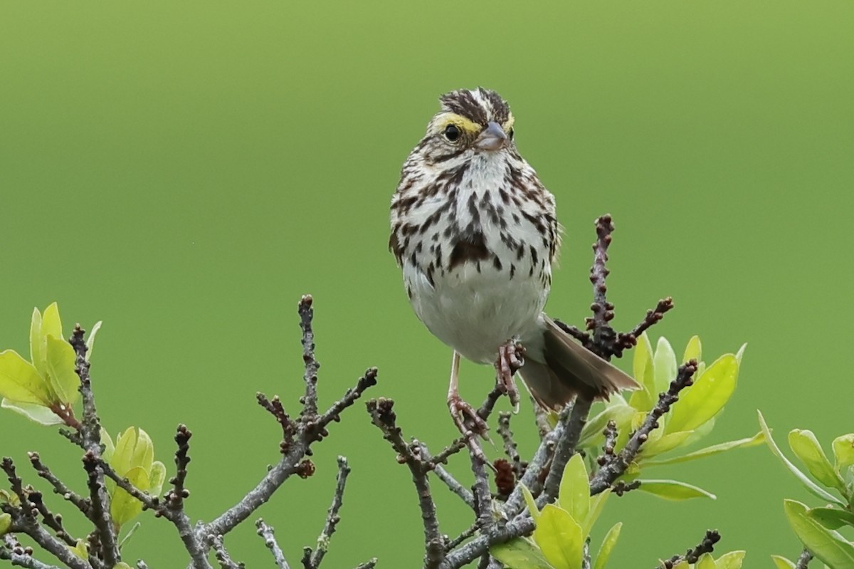 Savannah Sparrow (Savannah) - ML621242183