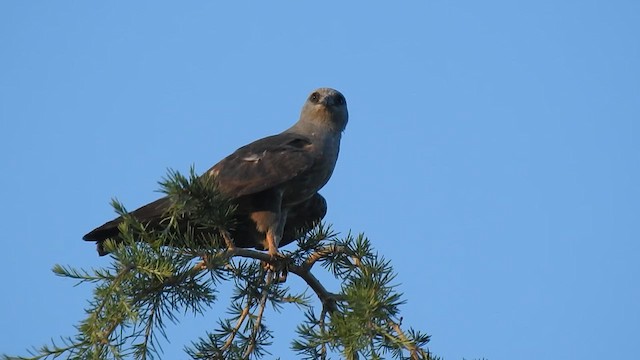 Mississippi Kite - ML621242209