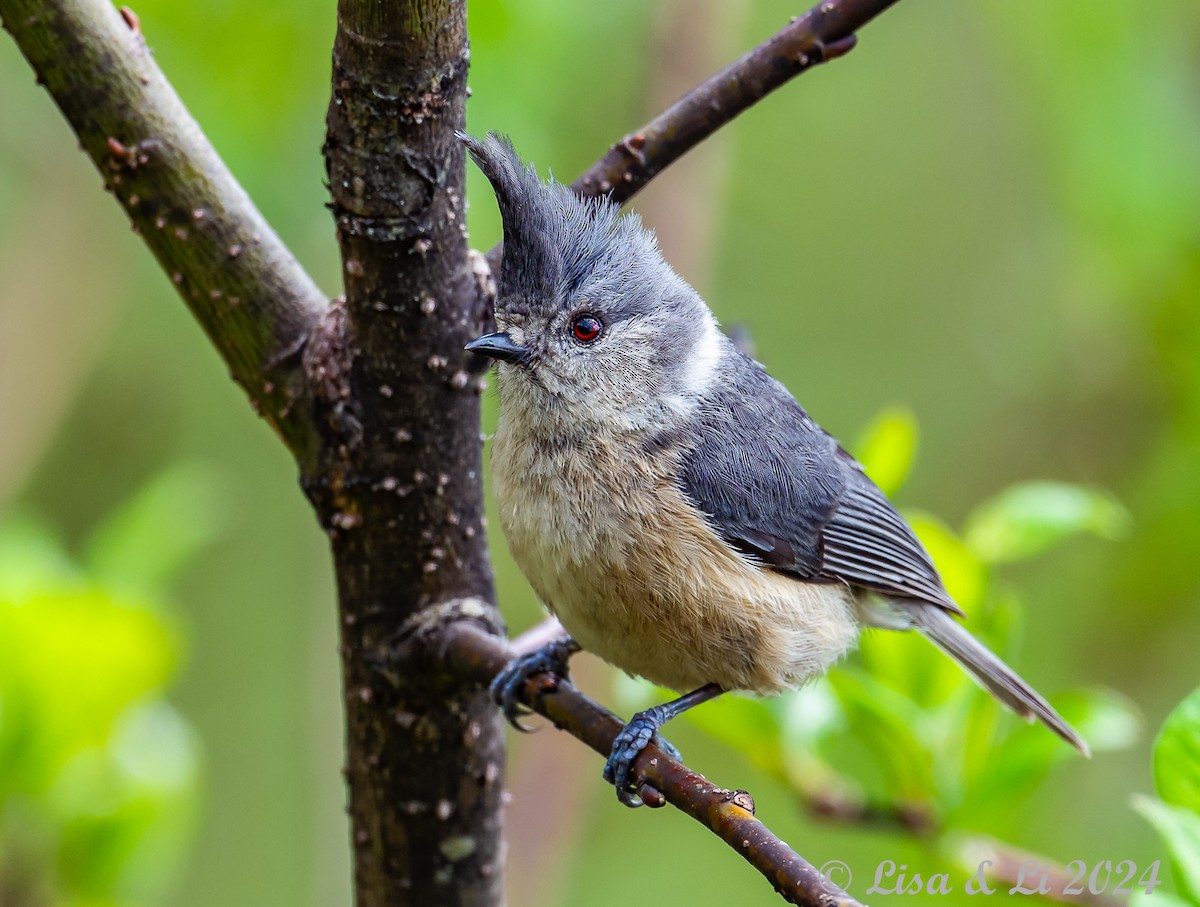 Gray-crested Tit - ML621242220