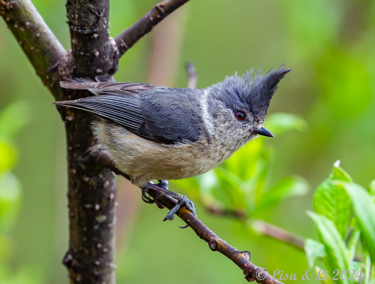 Gray-crested Tit - ML621242221
