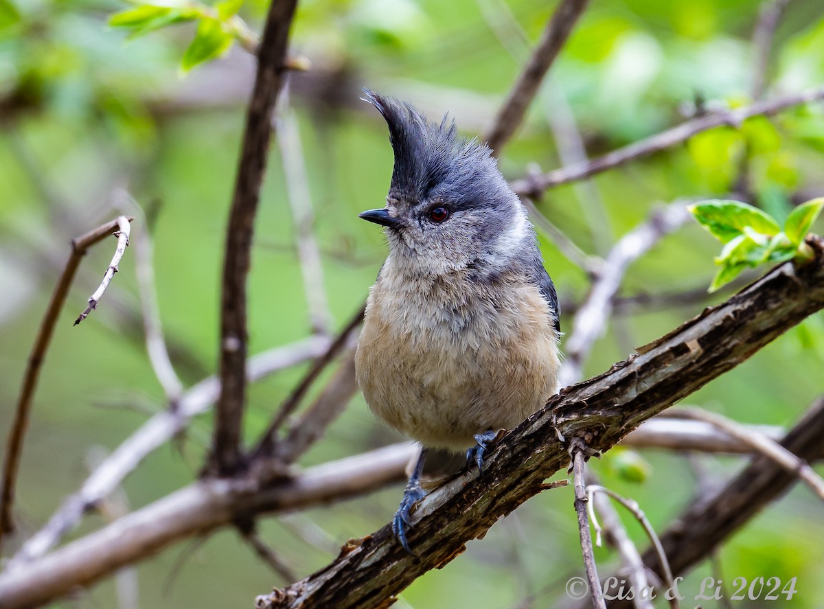 Gray-crested Tit - ML621242222