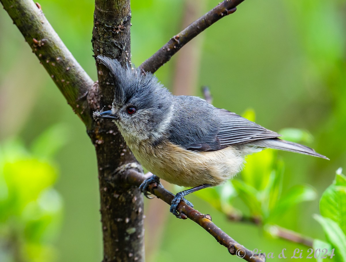 Gray-crested Tit - ML621242223