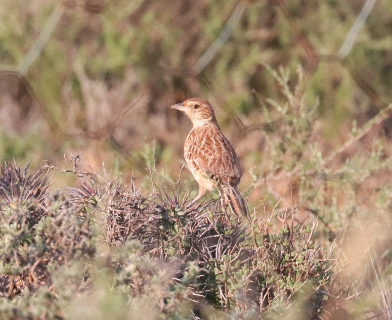 Eastern Clapper Lark - ML621242230