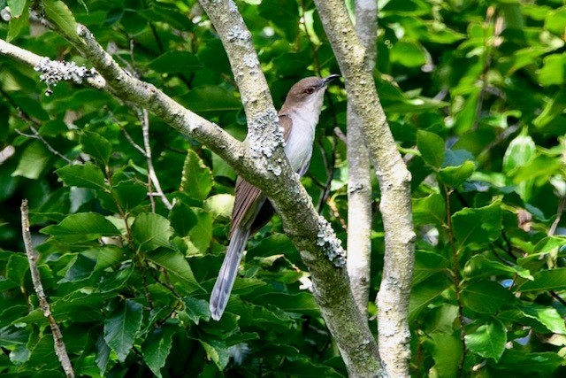Black-billed Cuckoo - ML621242258