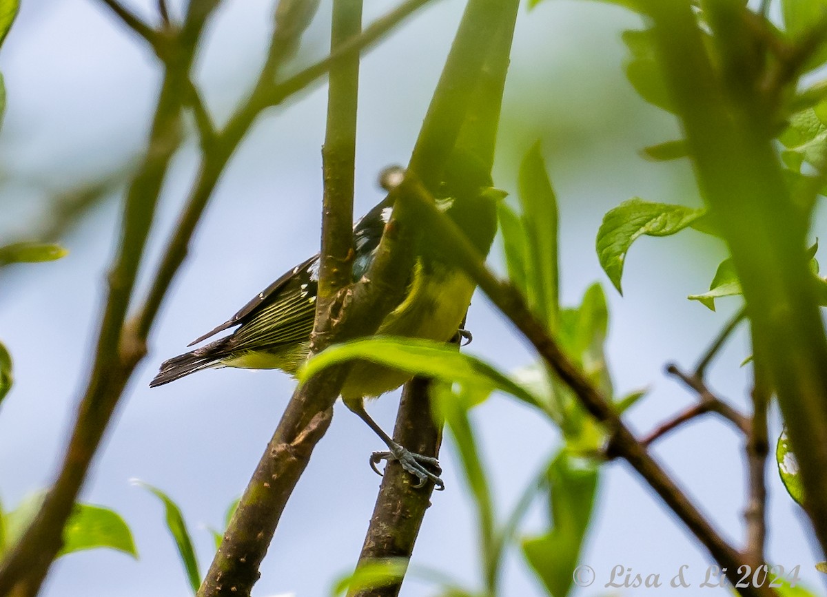 Yellow-bellied Tit - ML621242286