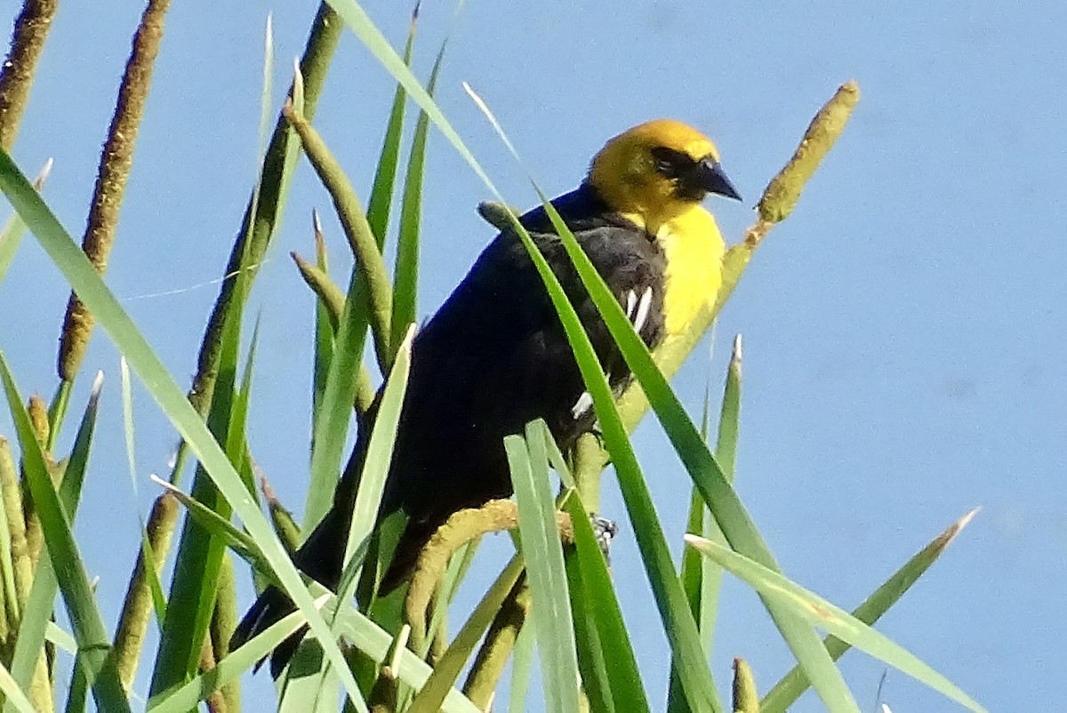Yellow-headed Blackbird - ML621242329