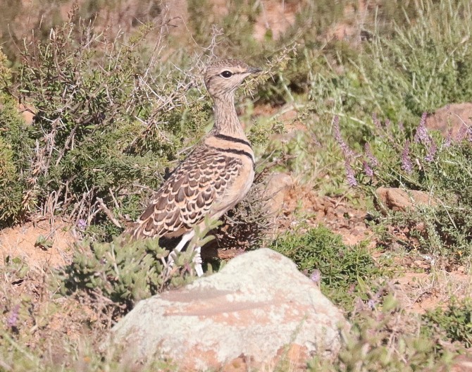 Double-banded Courser - ML621242337