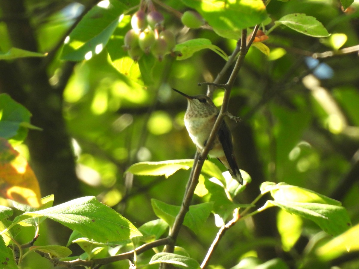 Rufous Hummingbird - ML621242383
