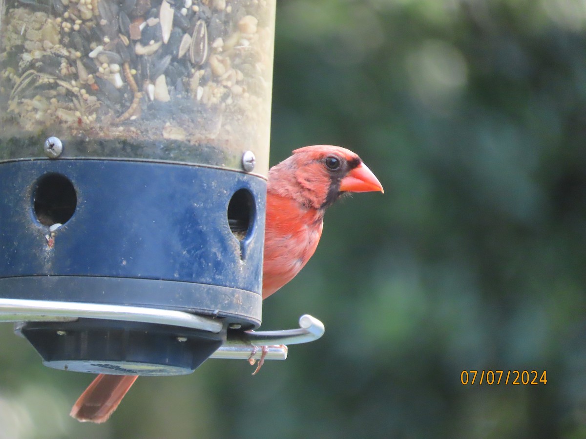 Cardinal rouge - ML621242413