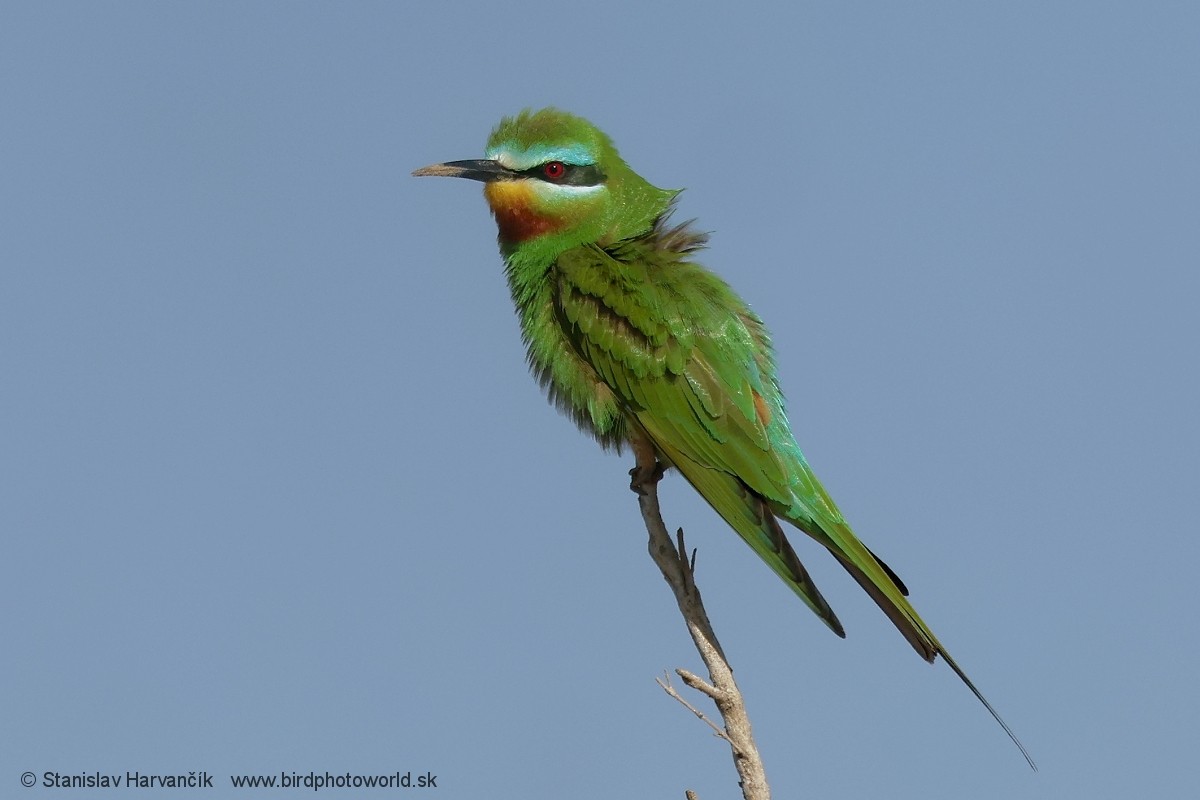 Blue-cheeked Bee-eater - ML621242445