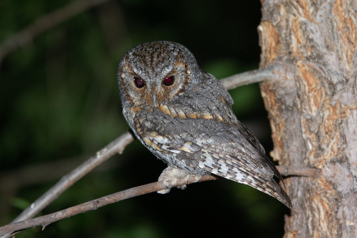 Flammulated Owl - ML621242447