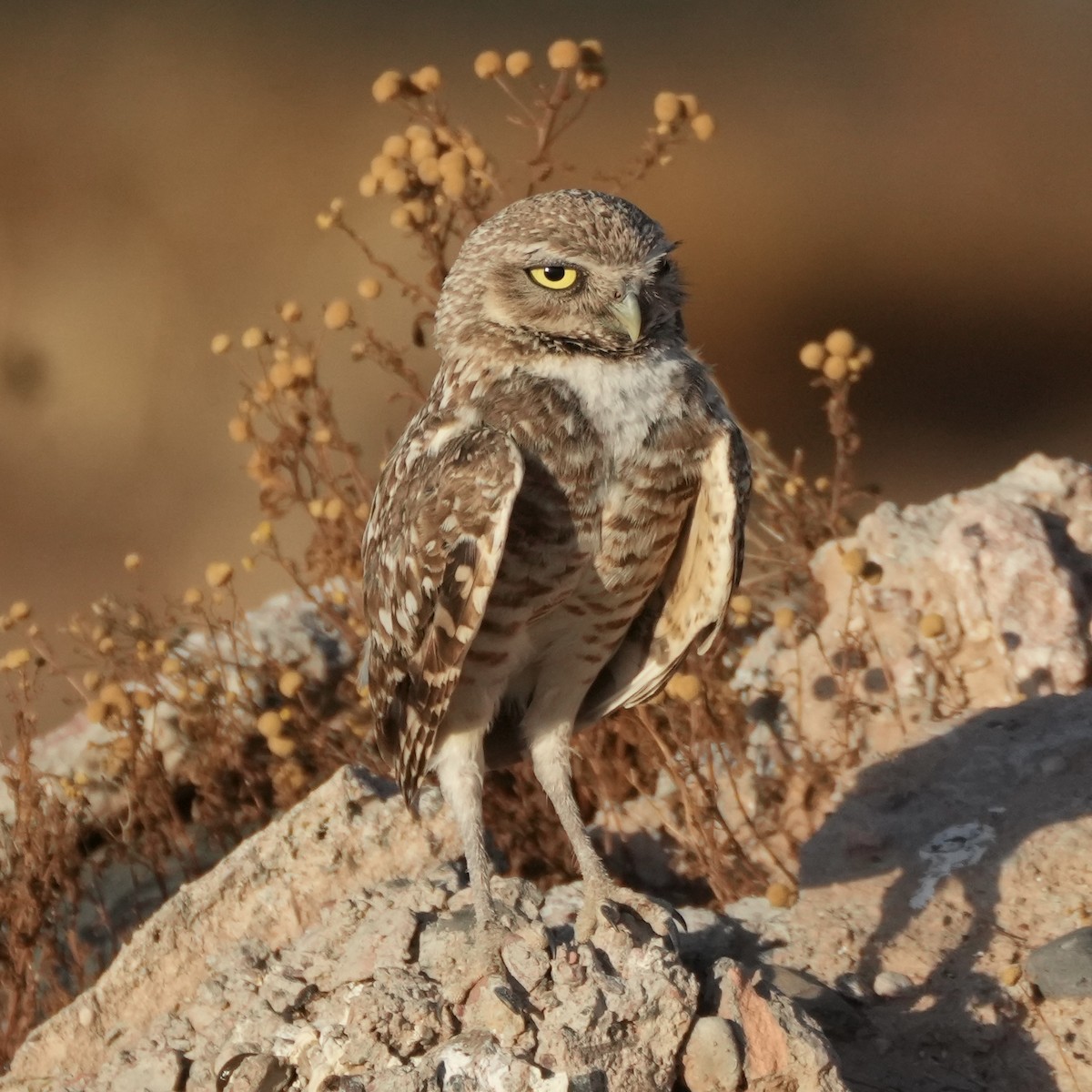 Burrowing Owl - ML621242461
