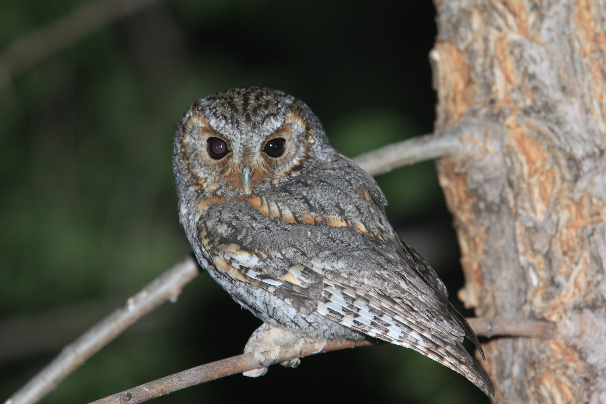 Flammulated Owl - ML621242494