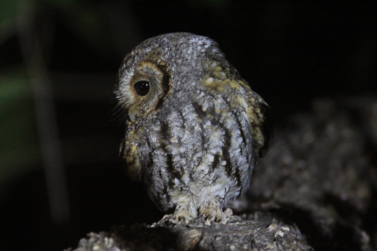 Flammulated Owl - ML621242528