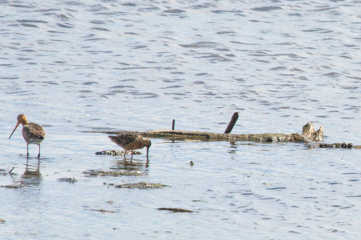 Long-billed Dowitcher - ML621242549