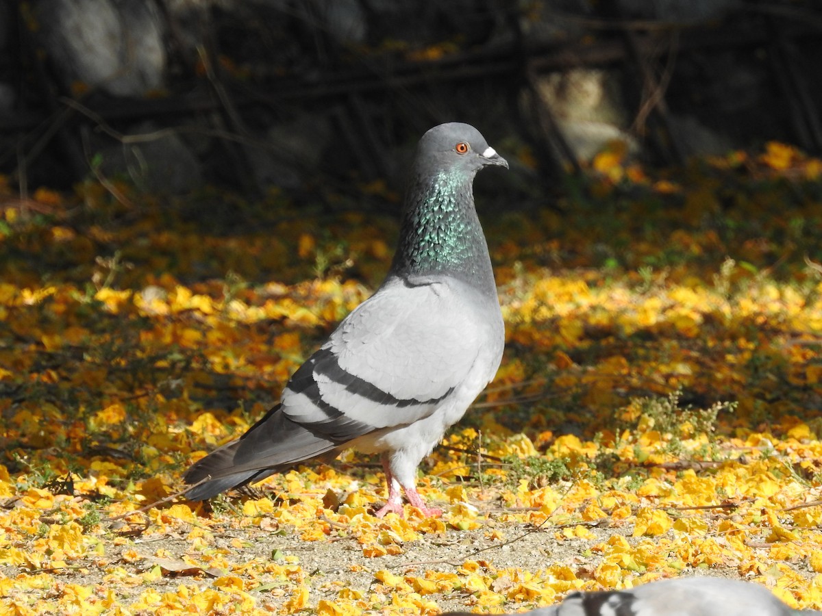 Сизый голубь (Одомашненного типа) - ML621242561