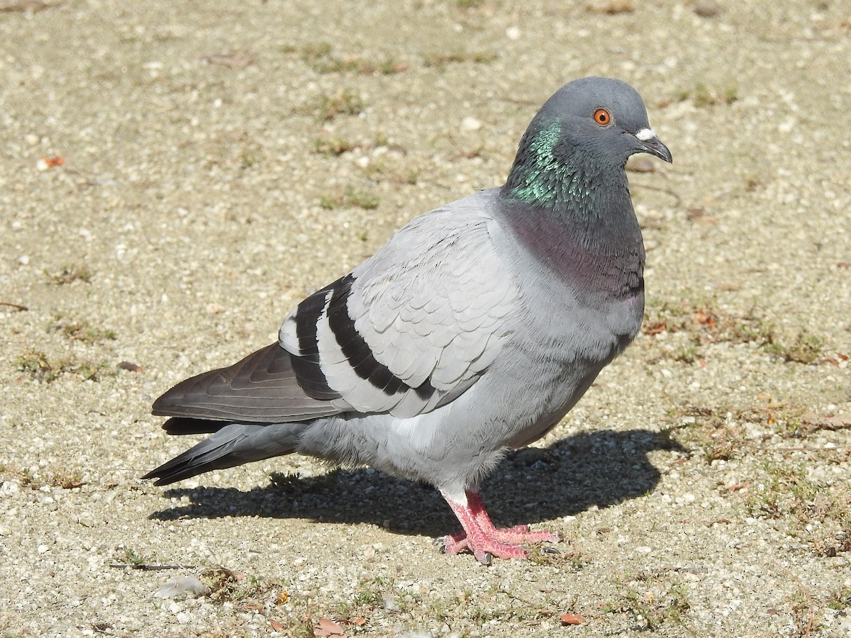 Rock Pigeon (Feral Pigeon) - ML621242562