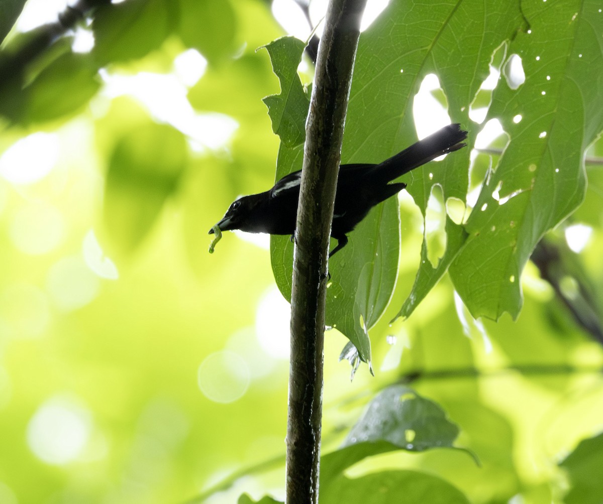White-shouldered Tanager - ML621242563
