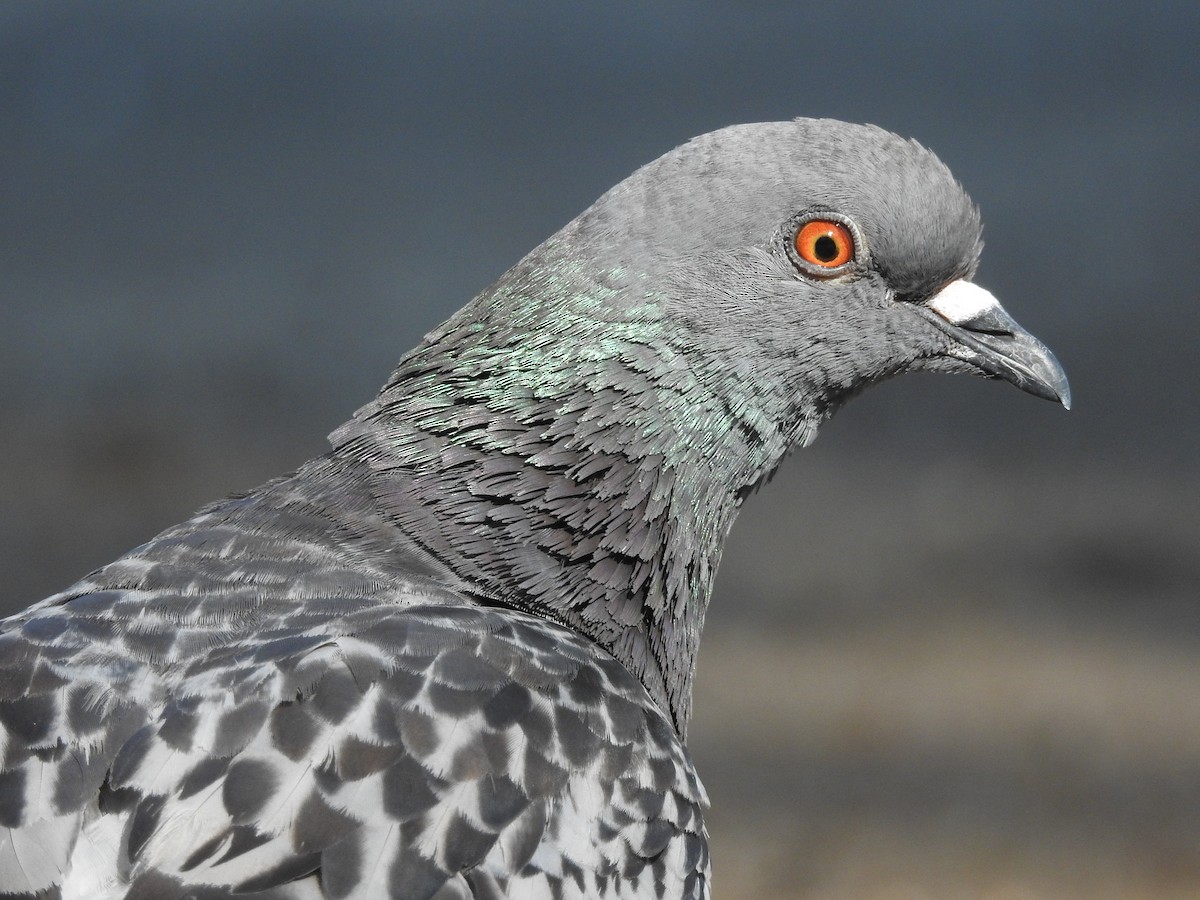 Rock Pigeon (Feral Pigeon) - ML621242564