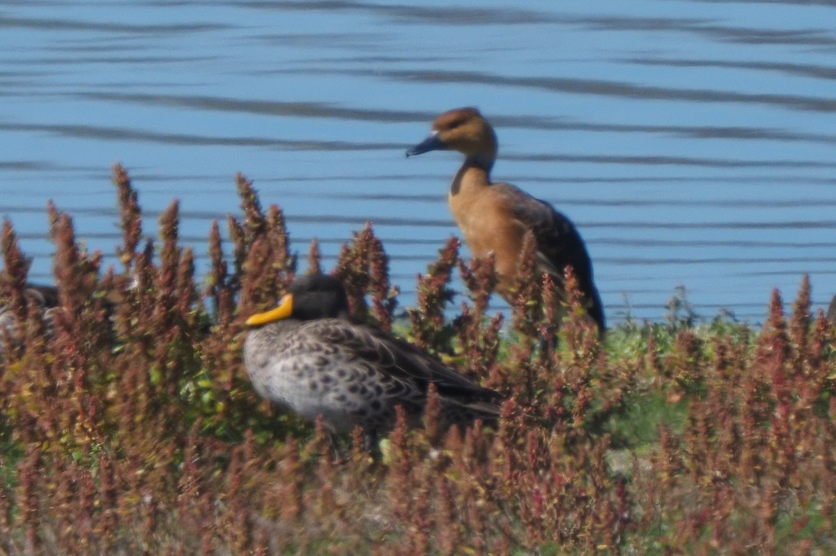 Fulvous Whistling-Duck - ML621242585