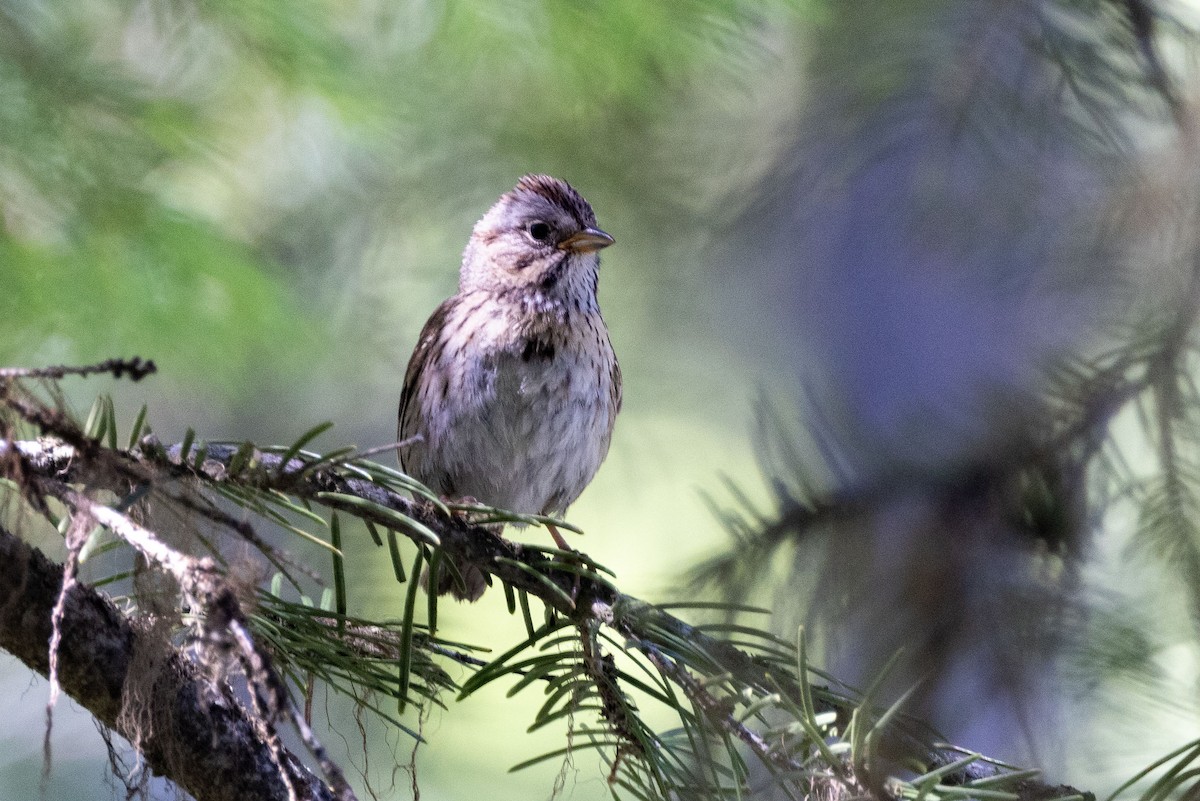 Lincoln's Sparrow - ML621242660